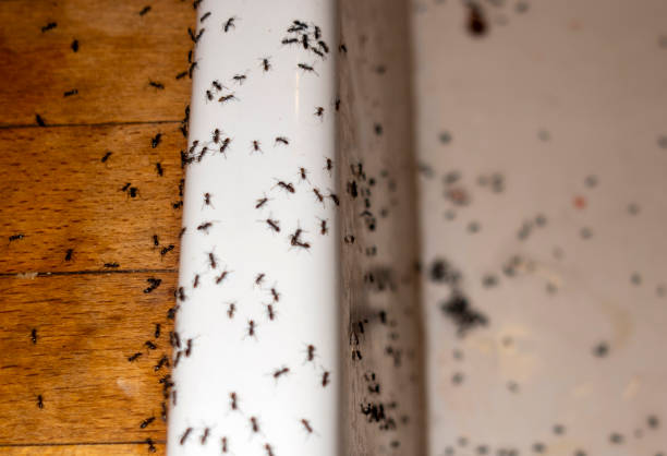 Best Exterminator Services  in Union City, NJ